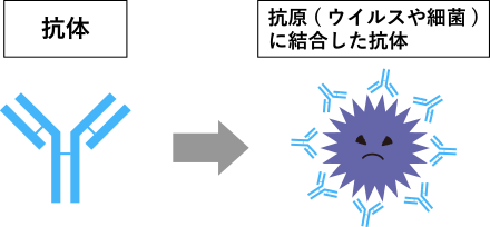 抗体とは、私たちの免疫細胞がつくる「タンパク質」です。抗体はY字型をしていて、病原体(抗原)に結合します。