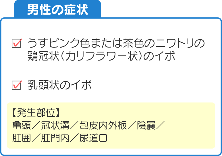 男性の症状。うすピンク色または茶色のニワトリの鶏冠状（カリフラワー状）のイボ、乳頭状のイボ。【発生部位】亀頭／冠状溝／包皮内外板／陰嚢／肛囲／肛門内／尿道口