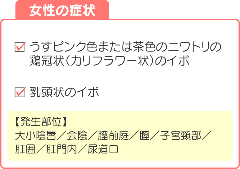 女性の症状。うすピンク色または茶色のニワトリの鶏冠状（カリフラワー状）のイボ、乳頭状のイボ。【発生部位】大小陰唇／会陰／膣前庭／膣／子宮頸部／肛囲／肛門内／尿道口