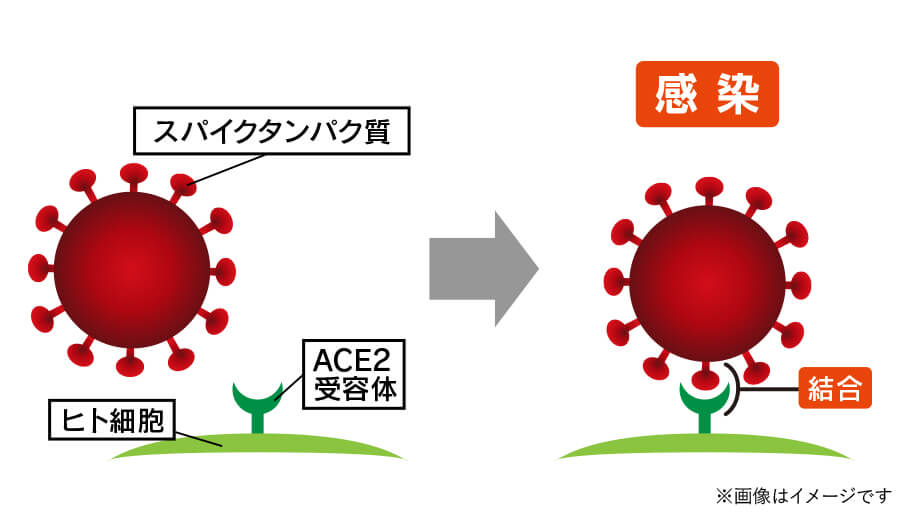 新型コロナウイルス感染の仕組み。スパイクタンパク質とACE2受容体が結合することで感染します