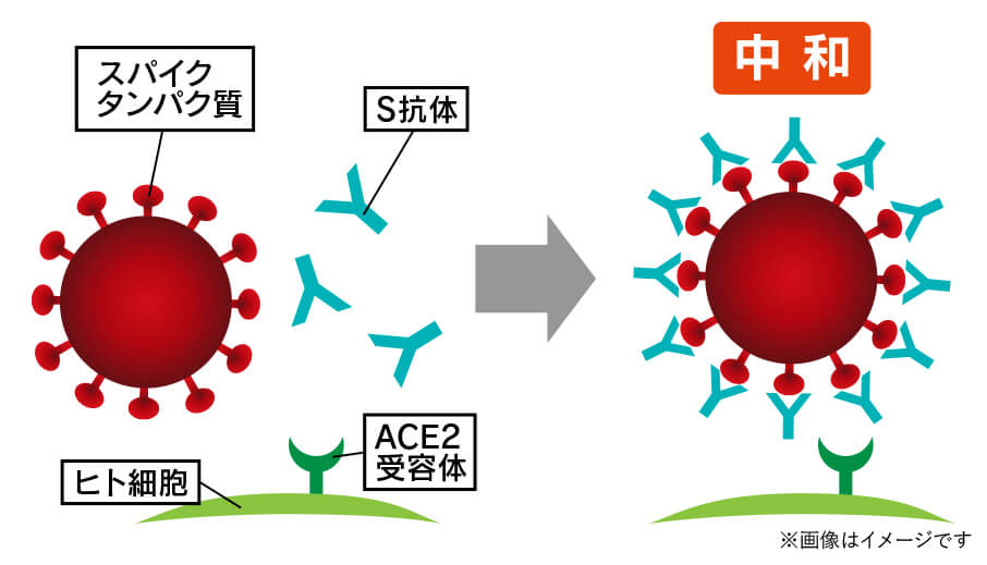 新型コロナウイルスの抗スパイクタンパク抗体について。スパイクタンパク質の結合部にS抗体が付くため、ウイルスがACE2受容体と結合できなくなります