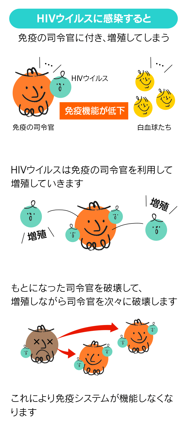 HIVウイルスに感染すると免疫の司令官に付き、増殖してしまう。HIVウイルスは免疫の司令官を利用して増殖していきます。もとになった司令官を破壊して、増殖しながら司令官を次々に破壊します。これにより免疫システムが機能しなくなります。