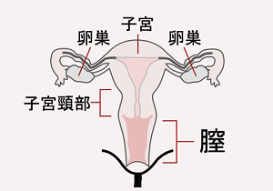 女性生殖器図解