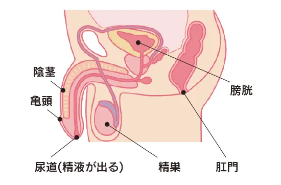 男性のカラダは尿道と肛門があり、尿道から精液が出る