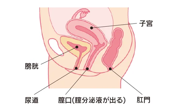 女性のカラダは尿道と膣口と肛門があり、膣口から膣分泌液が出る