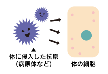 体内に侵入した抗原(病原体)は、体の細胞に侵入し、増殖したり毒性を発揮したりします。