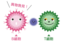 免疫細胞(B細胞)は、抗原(病原体)が侵入してきたことを免疫細胞の司令塔であるT細胞に知らせます。(抗原提示)