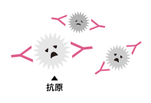 抗体が抗原(病原体)を覆い感染性を失わせたり、毒素の毒性を失わせたり、病原体を殺す手助けをします。